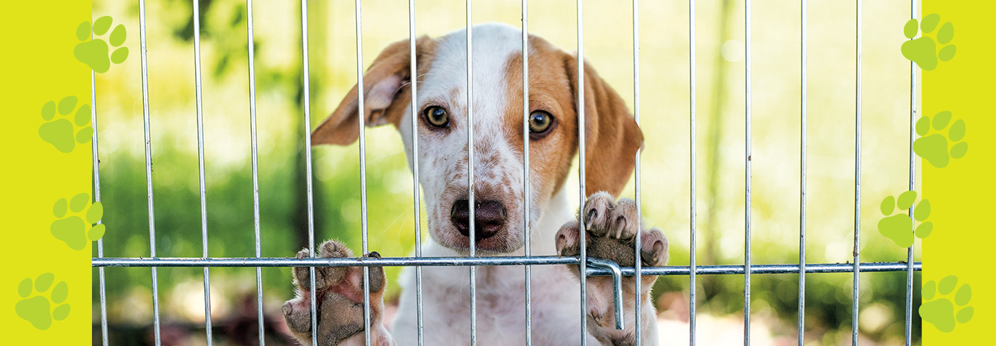 a dog holds up his paws behind a cage